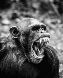 Aptira Careers - OpenStack Engineer Ape